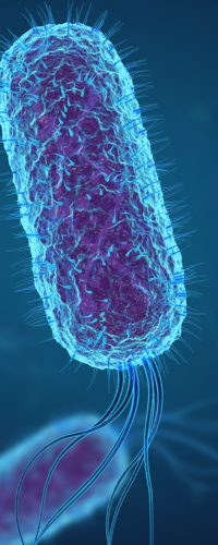Afbeelding-bacterie-V1-Mart-Medical
